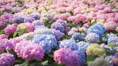 绣球