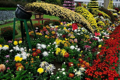 菊花