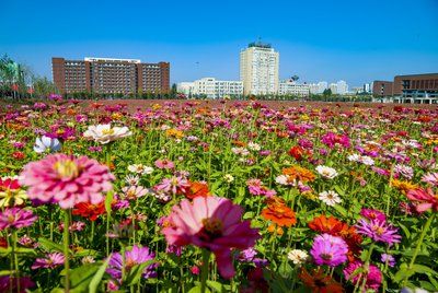 波斯菊