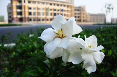 栀子花