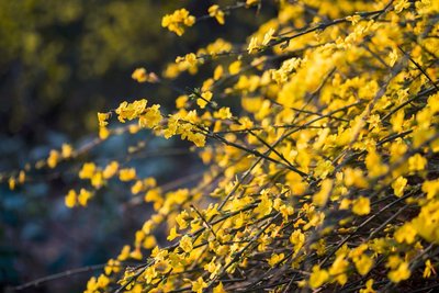 迎春花