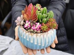 多肉植物