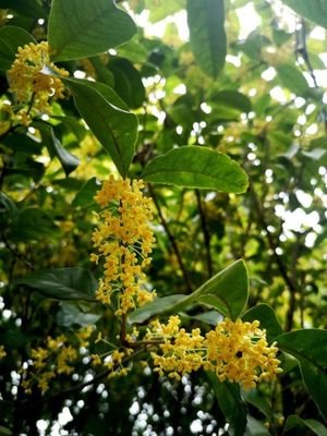桂花